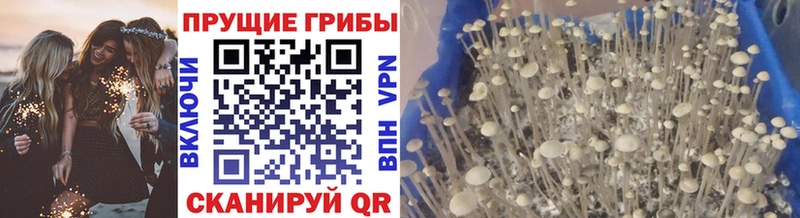 Псилоцибиновые грибы GOLDEN TEACHER  Камышин 